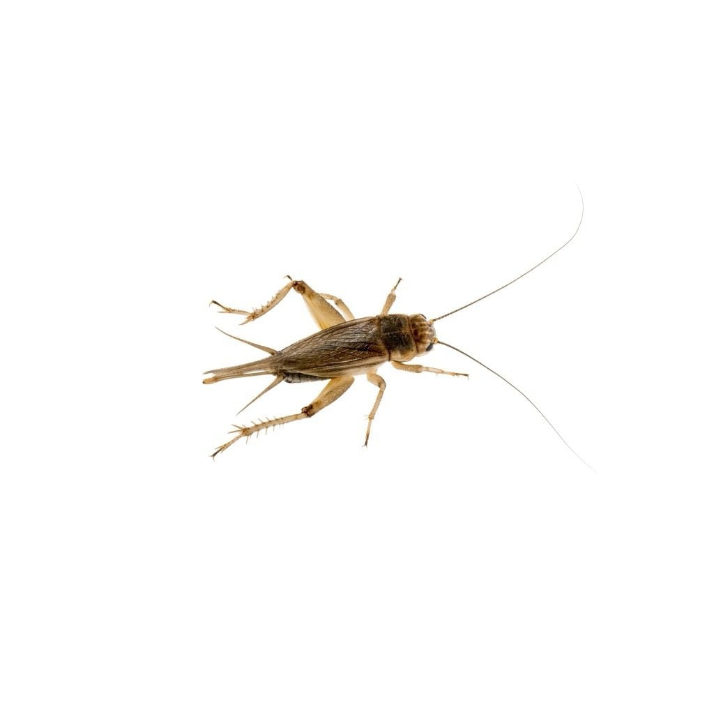 XL Silent Brown Crickets 20-30mm