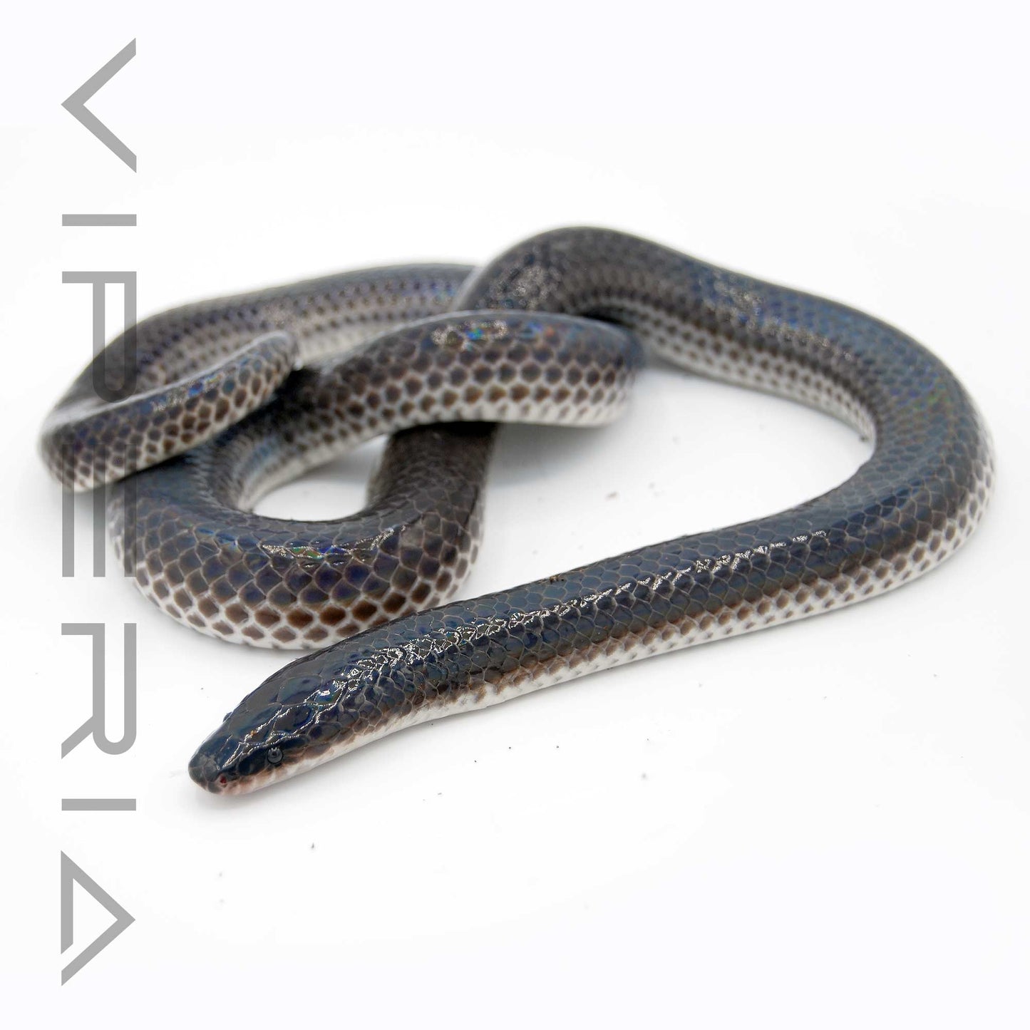 Sunbeam Snake
