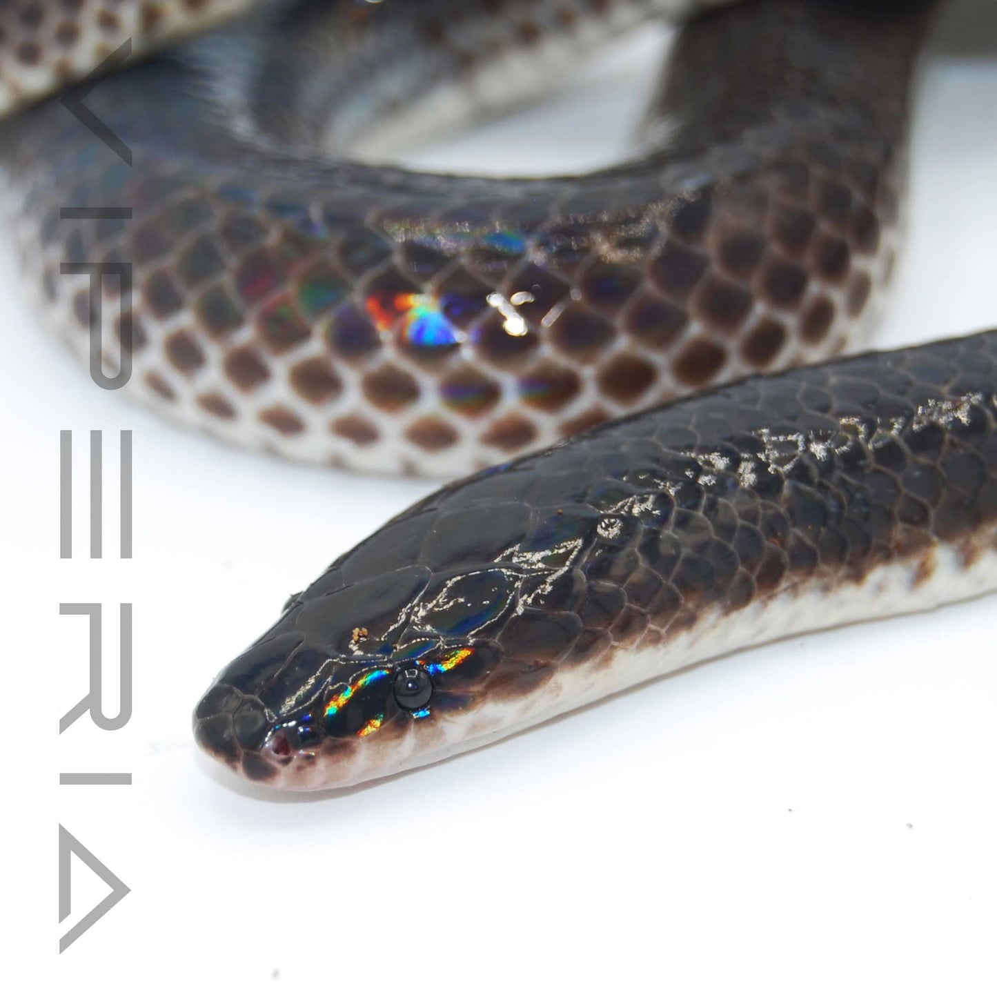 Sunbeam Snake