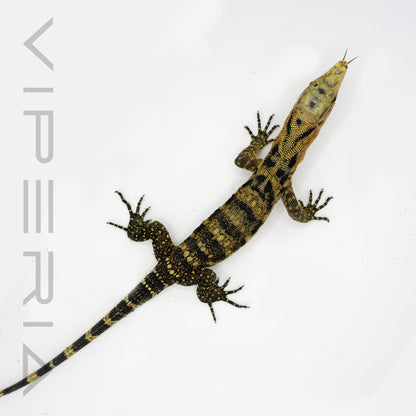 Yellow-headed Water Monitor