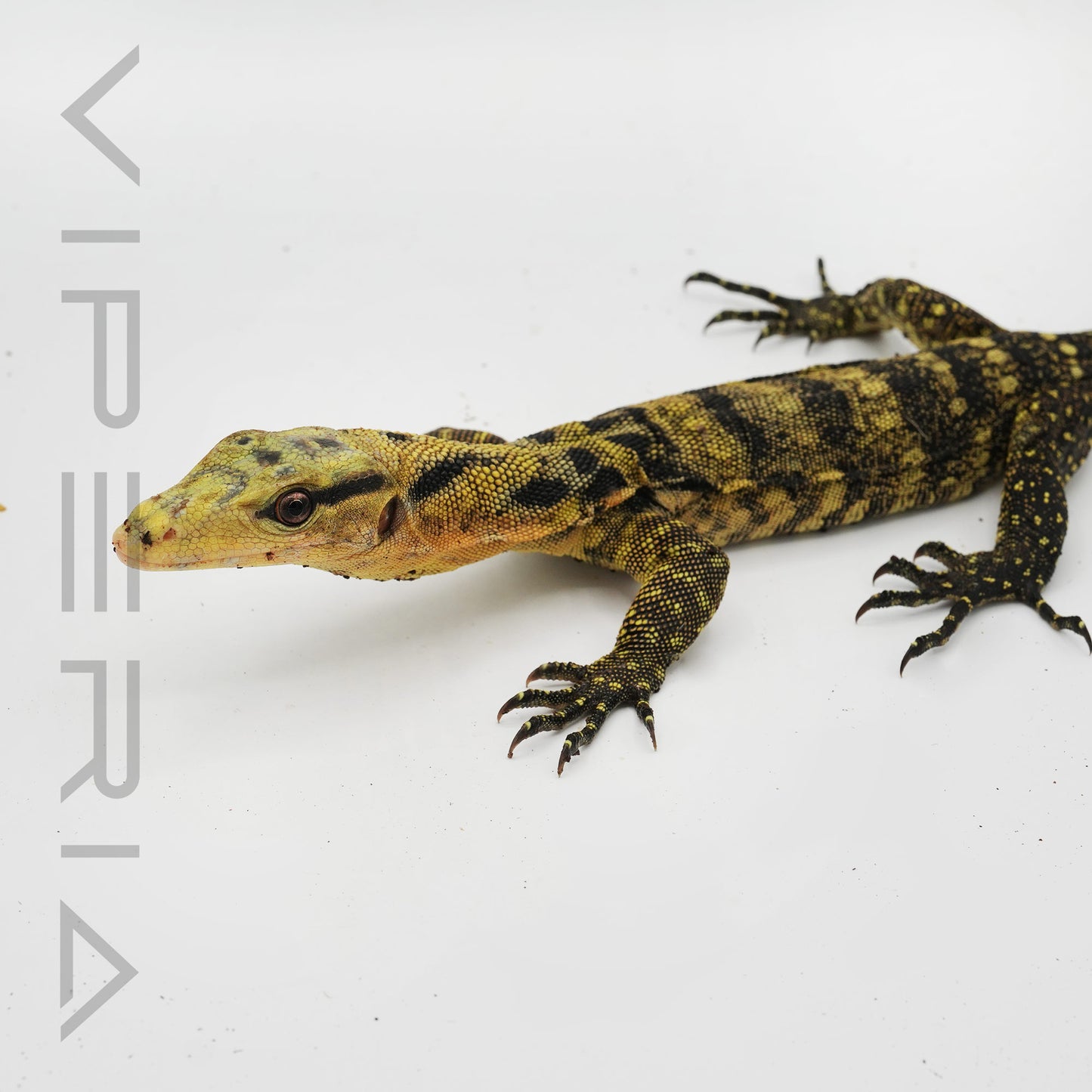 Yellow-headed Water Monitor