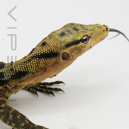 Yellow-headed Water Monitor