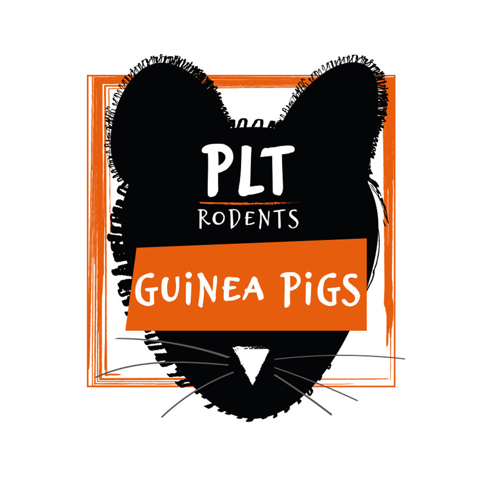 PLT Guinea Pig 100g+ | Snake & Bird of Prey Food