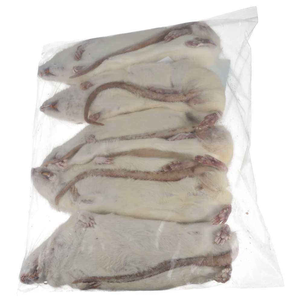 PLT Frozen Rats Ex-Breeder 500g+