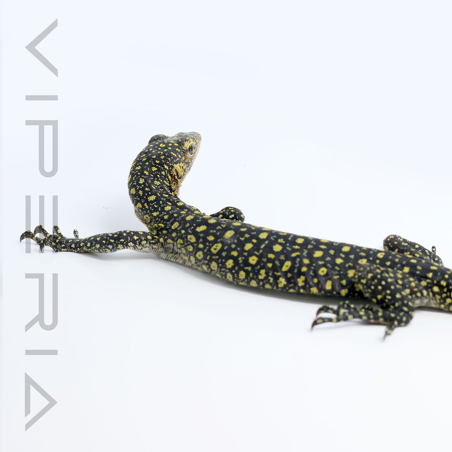 Colei Monitor