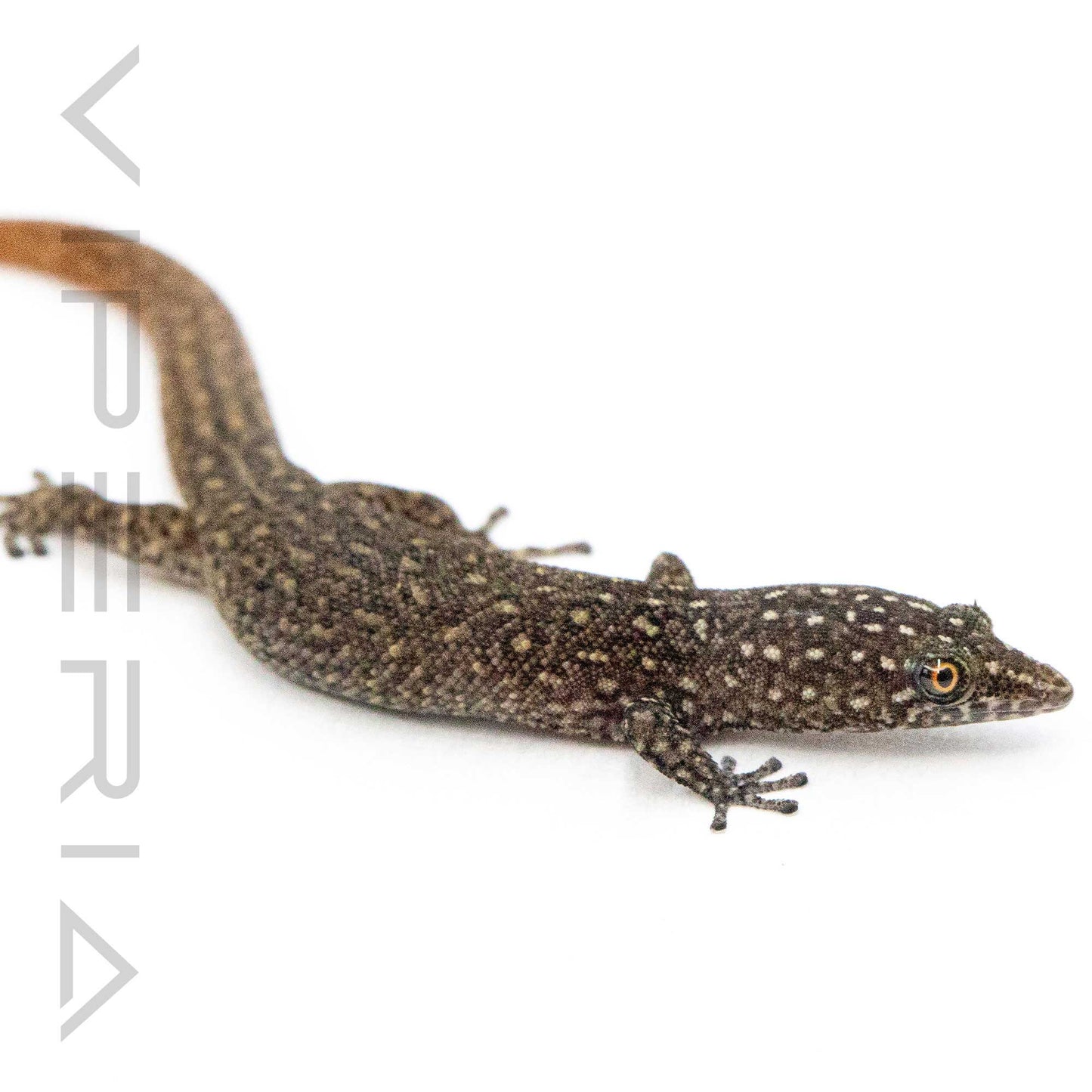 Ocellated Gecko