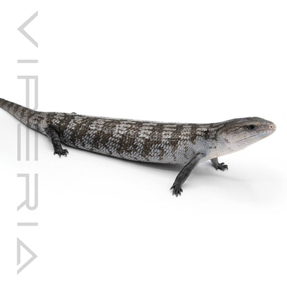 Tanimbar Blue Tongue Skink