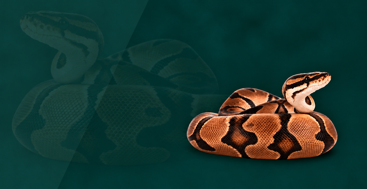 Ball Python Setup
