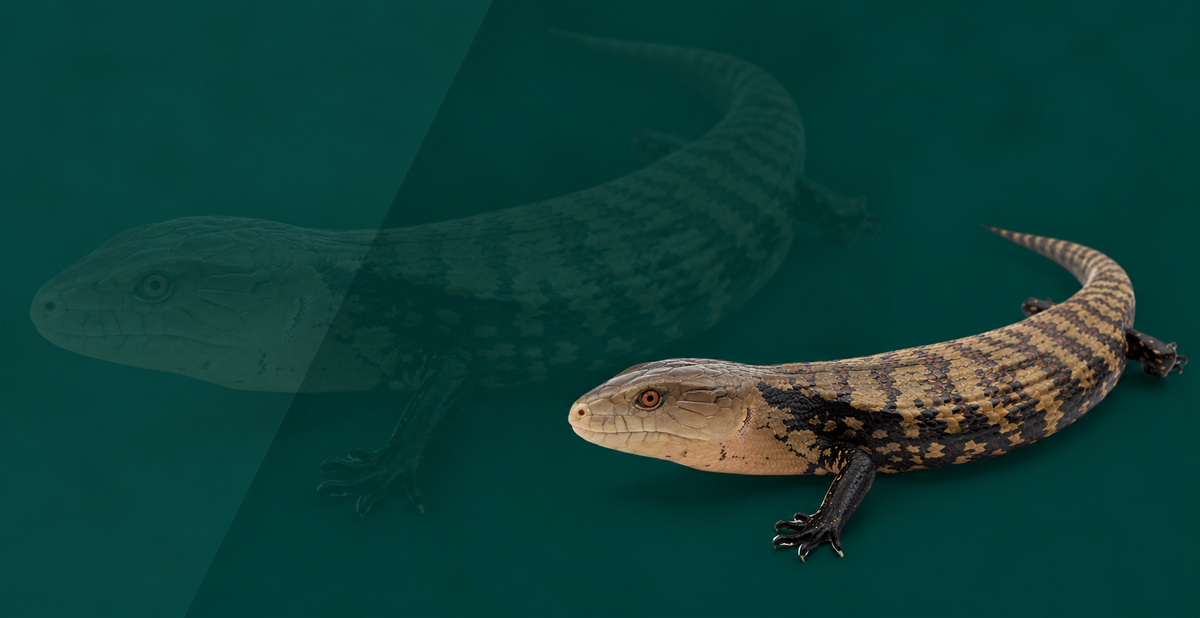 Blue Tongue Skink Setup