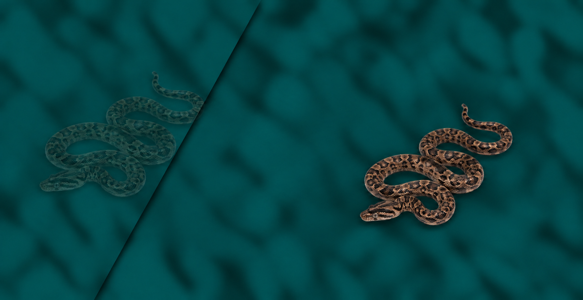 Brazilian Rainbow Boa Setup
