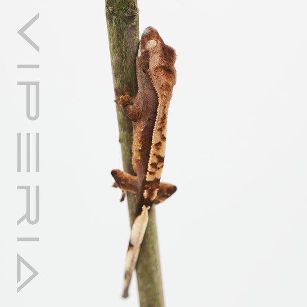Mixed Morph Crested Gecko
