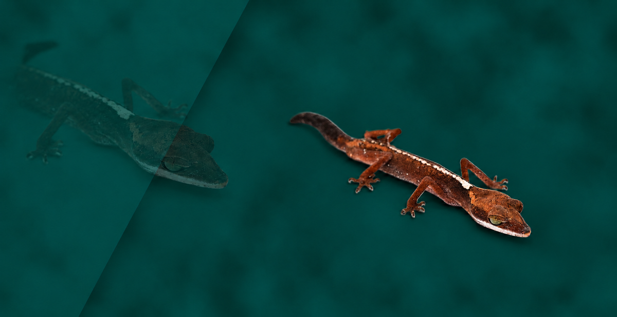 Malayan Cat Gecko Setup