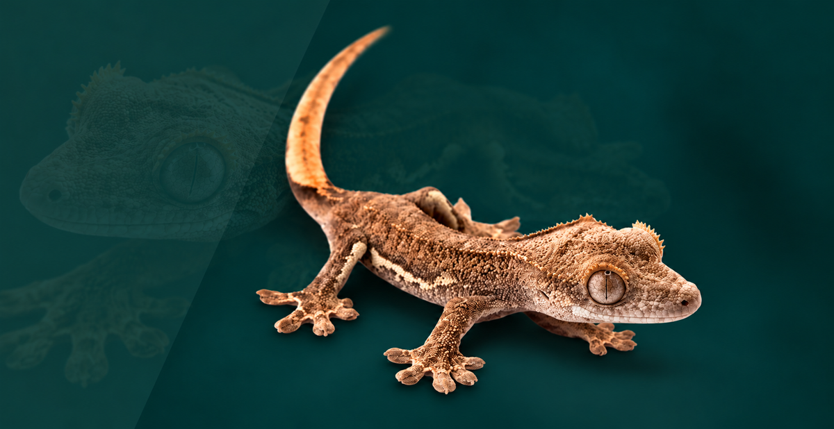 Crested Gecko Setup