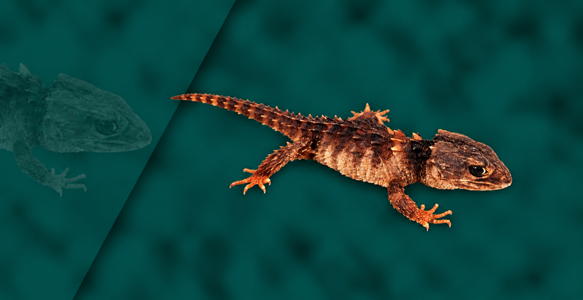 White-eyed Crocodile Skink Setup