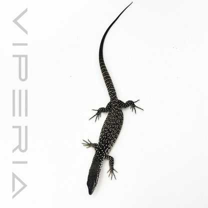 Spotted Tree Monitor