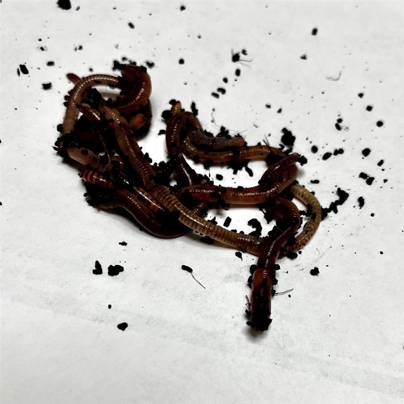 Medium Worms 70-90mm