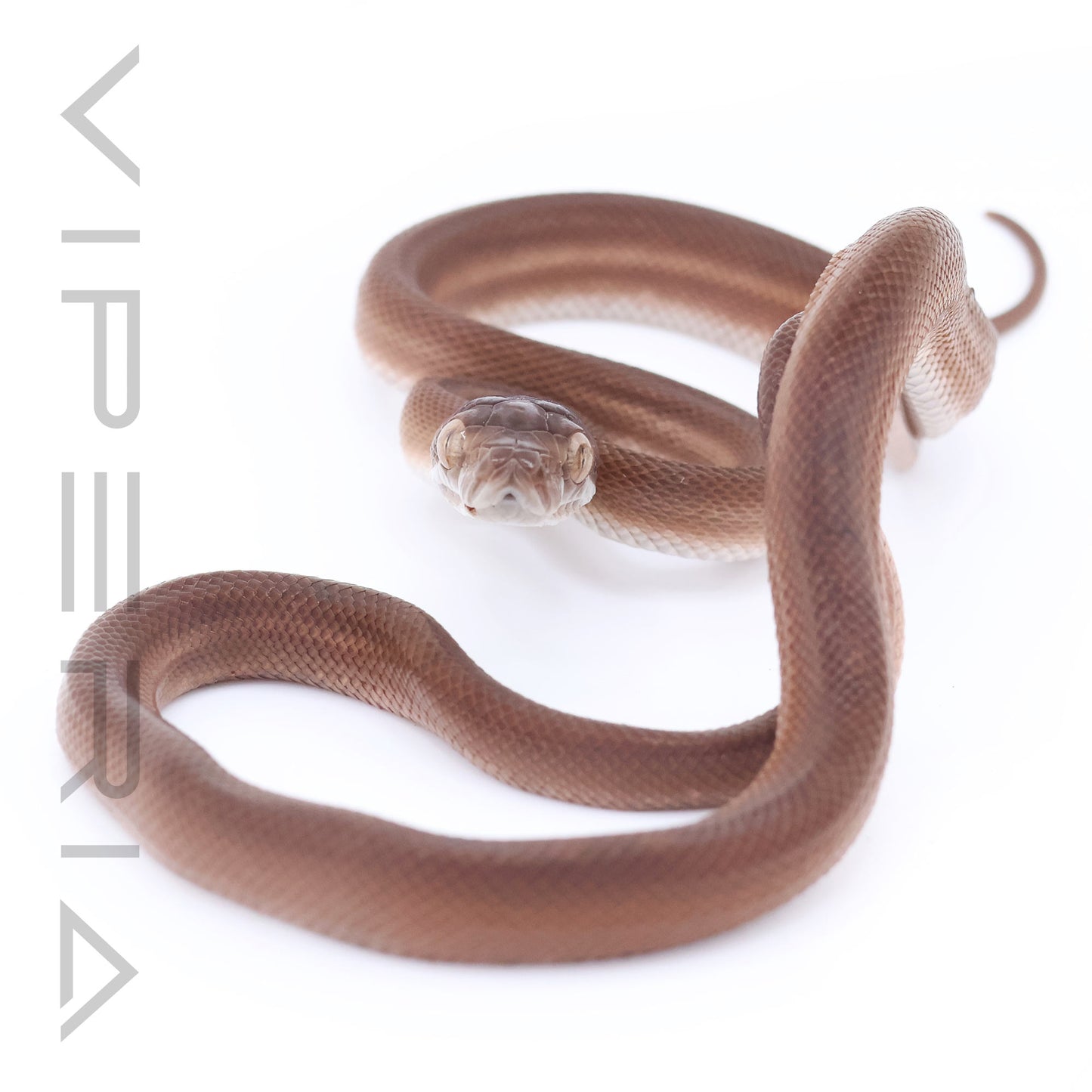 Tanimbar Python