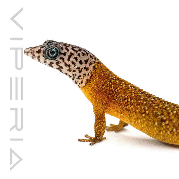 Fantastic Least Gecko