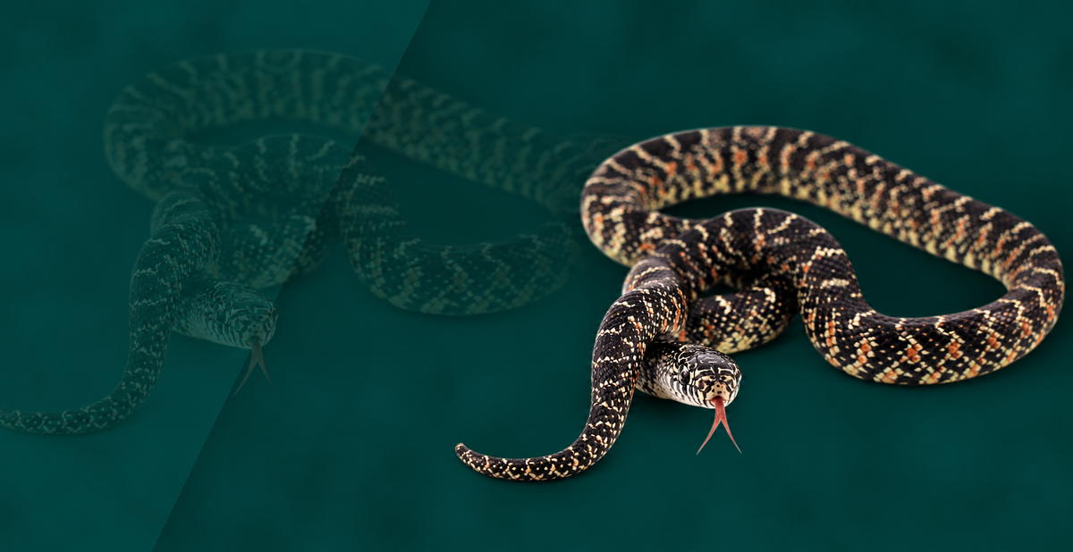 Florida Kingsnake Setup