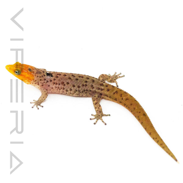 Big Scale Least Gecko