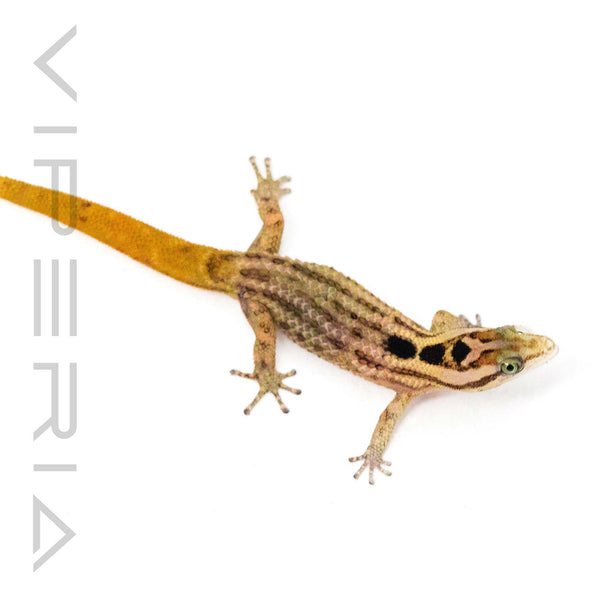 Big Scale Least Gecko