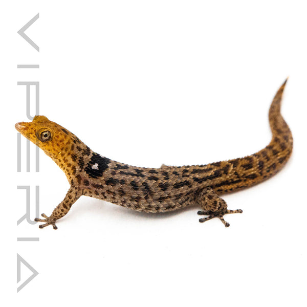 Big Scale Least Gecko