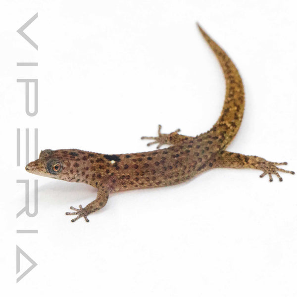 Big Scale Least Gecko