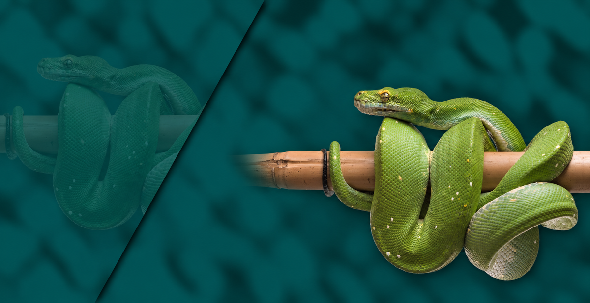 Green Tree Python Setup – Viperia UK