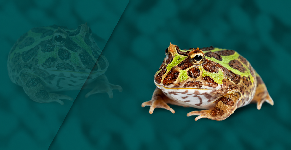 Horned Frog