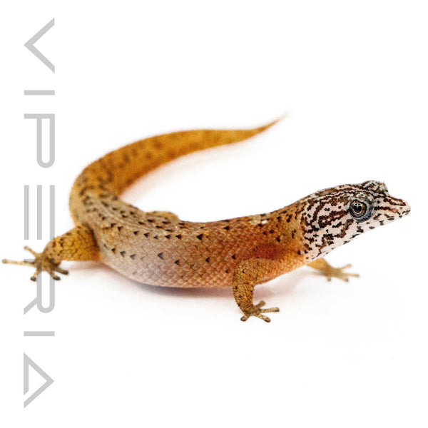 Large Scale Least Gecko