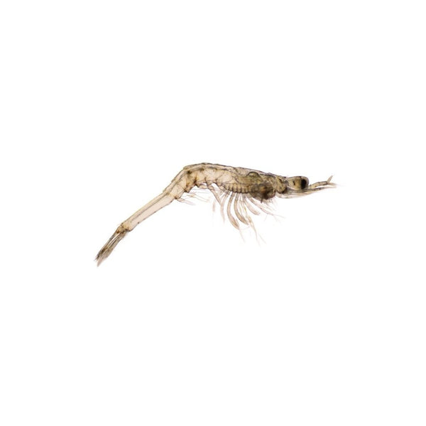 Live Mysis Shrimp 100ml