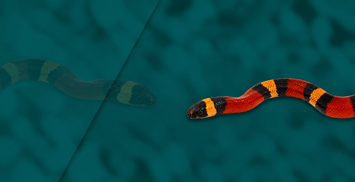 Milksnake Setup – Viperia UK