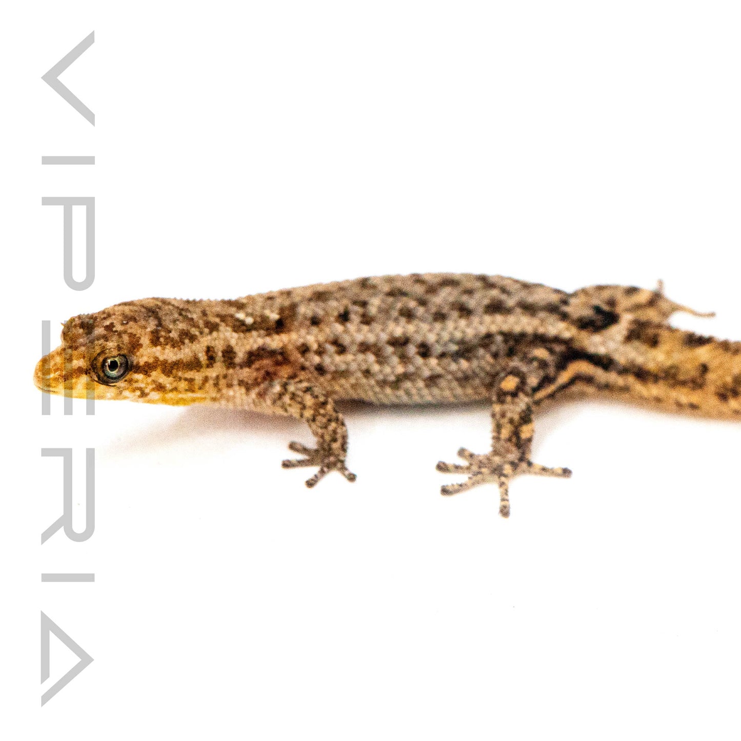 Puerto Rican Crescent Gecko