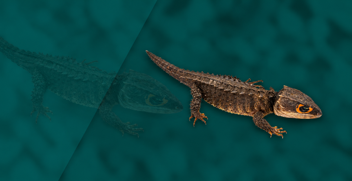 Red-eyed Crocodile Skink Setup