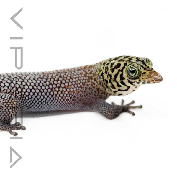 Bay Island Least Gecko