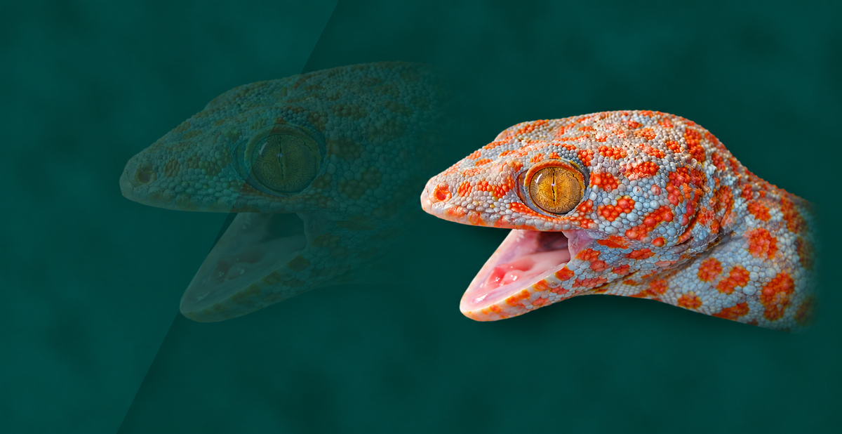 Tokay Gecko Setup