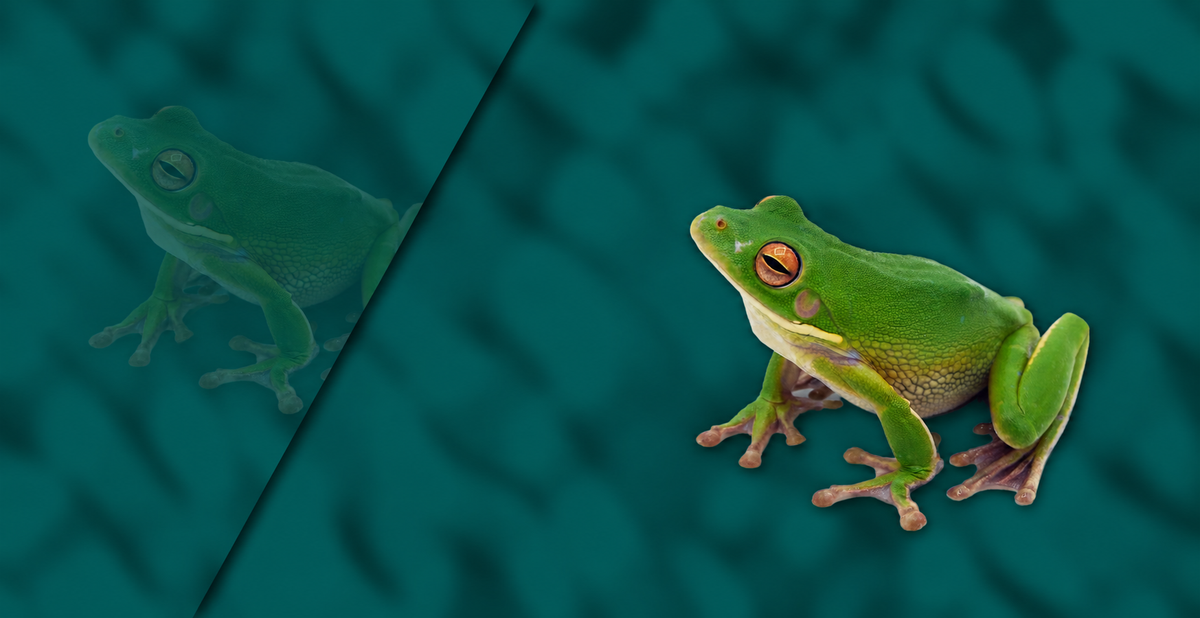White Lipped Treefrog Setup